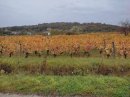 Vin jaune, vigne jaune